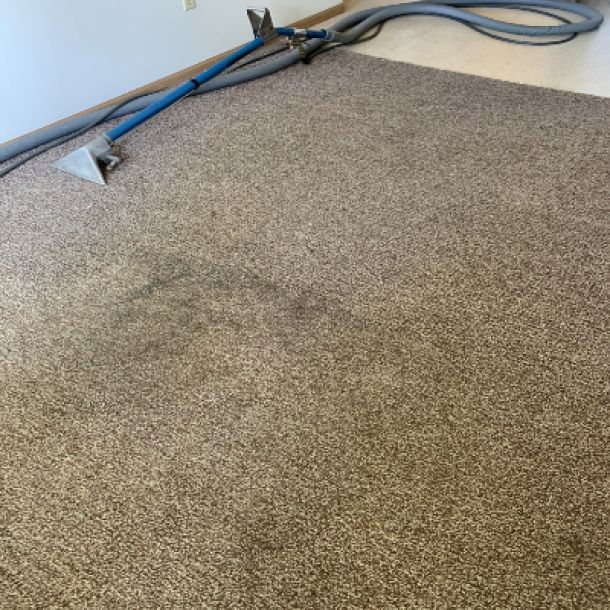 Carpet Cleaning Results 12